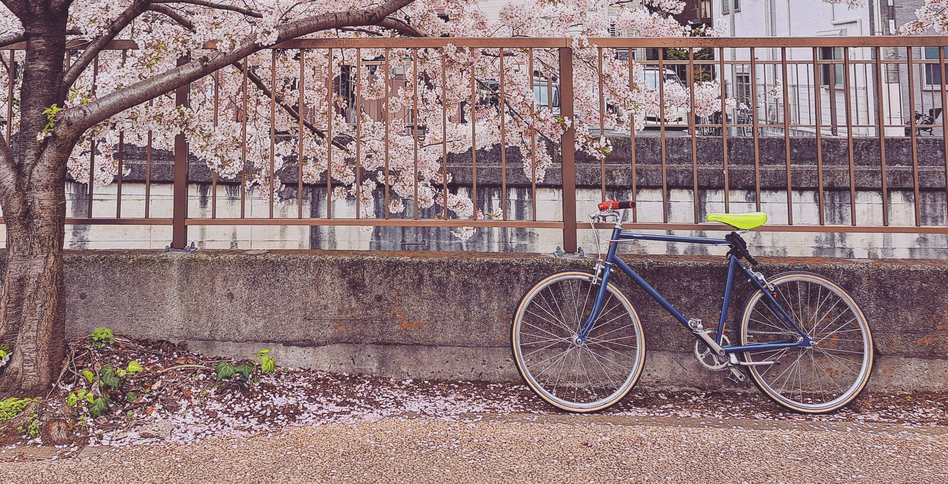 Cerisiers en fleurs au Japon, un ressenti propre à chacun