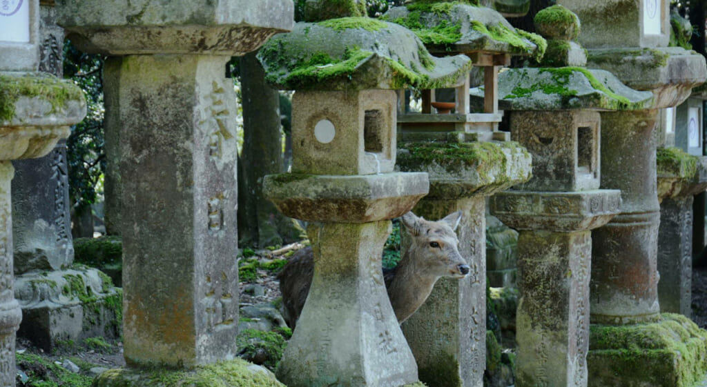 Les daims de Nara
