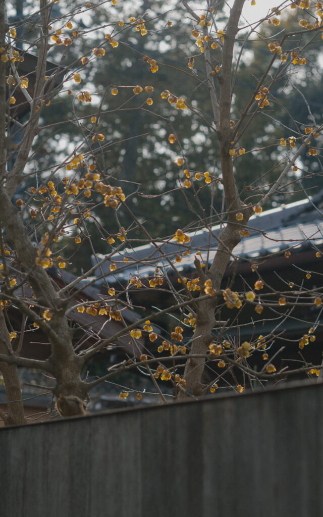 Balade à Nara
