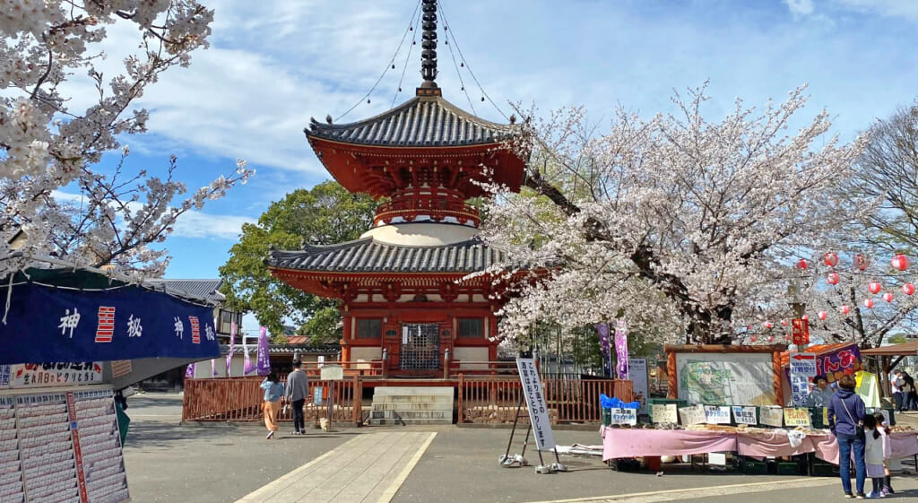 Hanami à Saitama