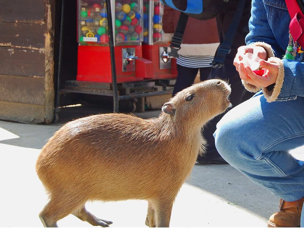 Nagasaki Bio Park: animales y aventuras en el principal zoo de la ciudad