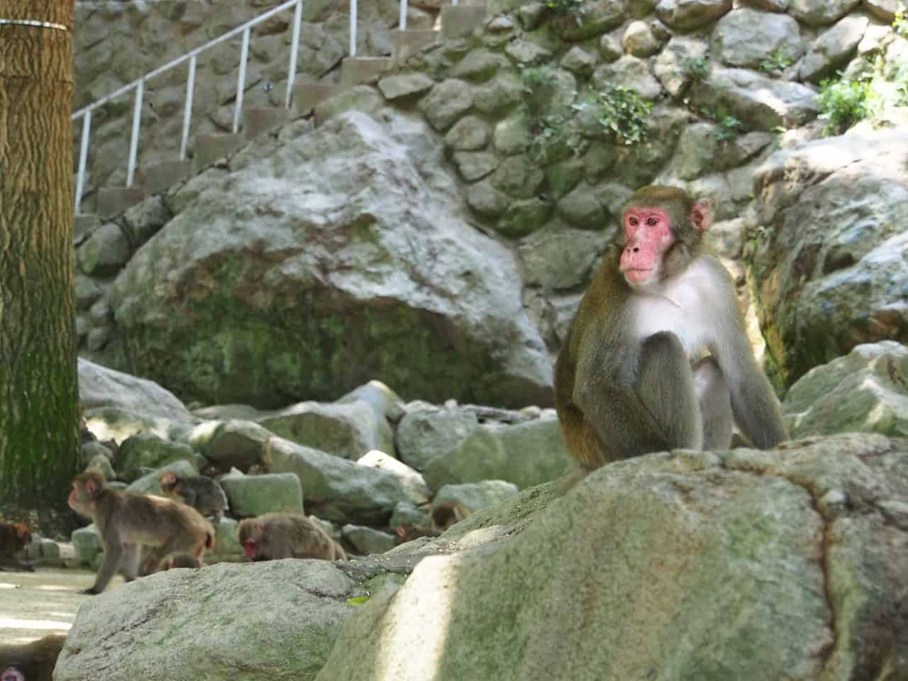 Takasakiyama: cosa de monos