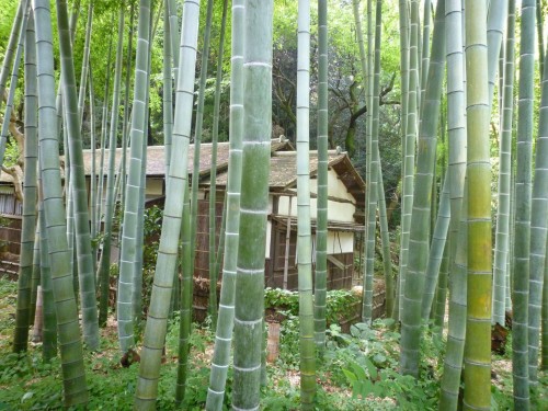 Pequeño bosque de bambú en los jardines Sankeien de Yokohama