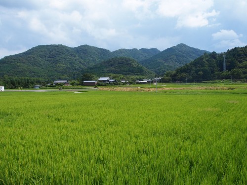 Campos de arroz y montañas en la Península de Kunisaki, Oita.