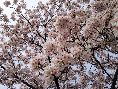 Cerezos en flor 'sakura'