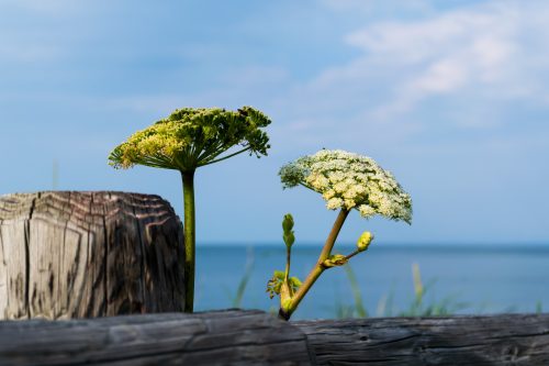 Flores silvestres en Koshimizu Gensei Kaen en el este de Hokkaido