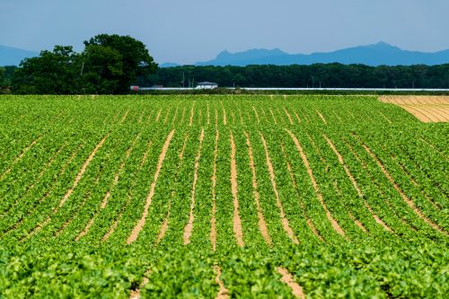 Flores silvestres en Koshimizu Gensei Kaen en el este de Hokkaido