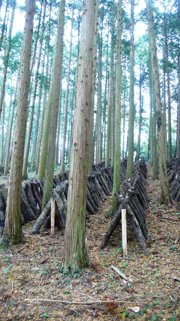 Un detalle de los troncos erguidos a lo largo de los árboles