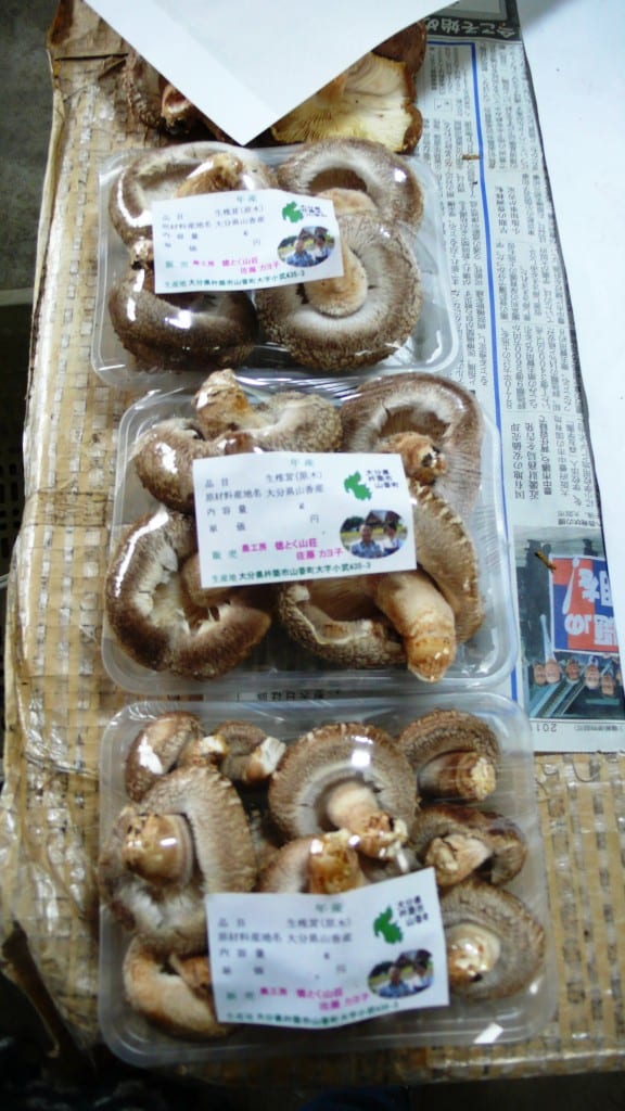 setas shiitake cultivadas en el noka-minshuku de kitsuki