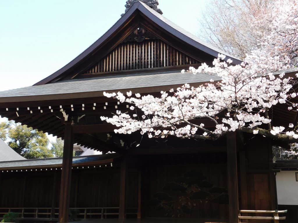 Sakuras en el santuario Yasukuni, Tokio, Japón
