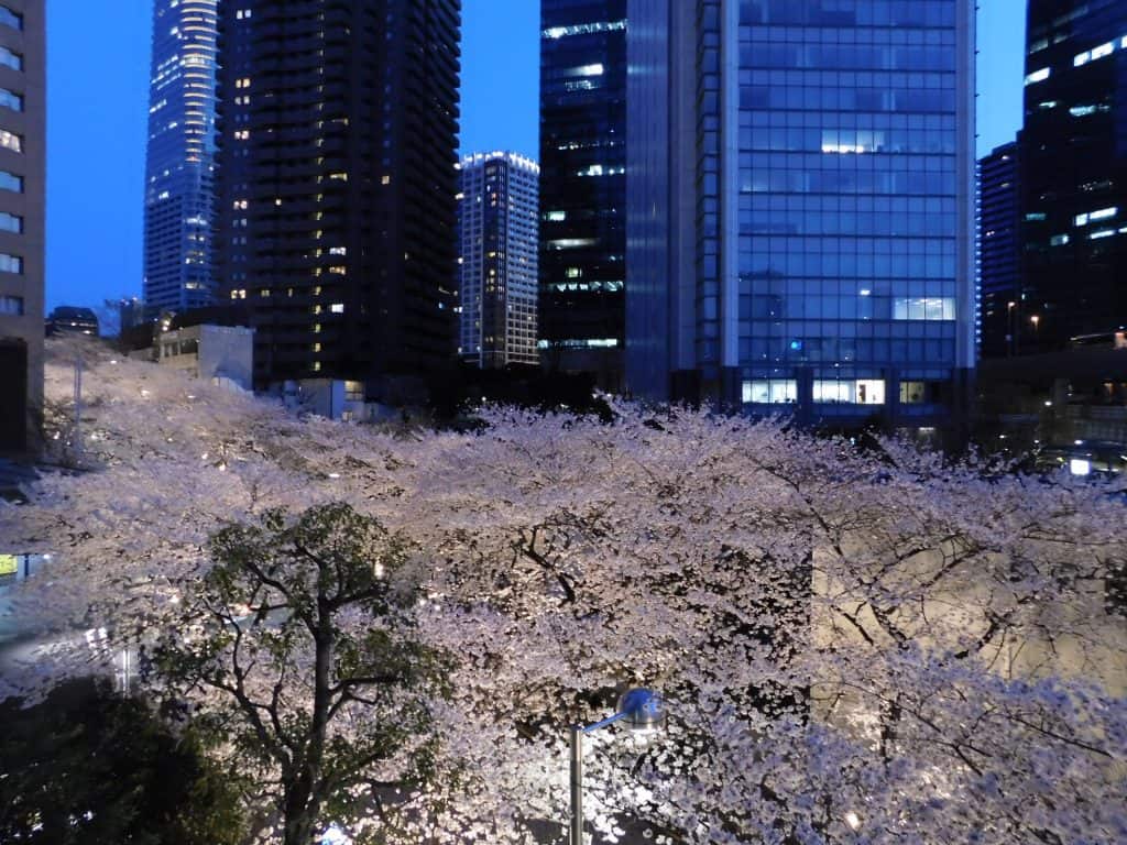 Sakuras en Roppongi, Tokio, Japón