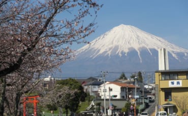Sakura cerca de Monte Fuji, Japón