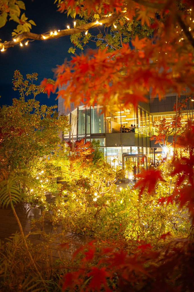 iluminaciones de invierno de Omotesando