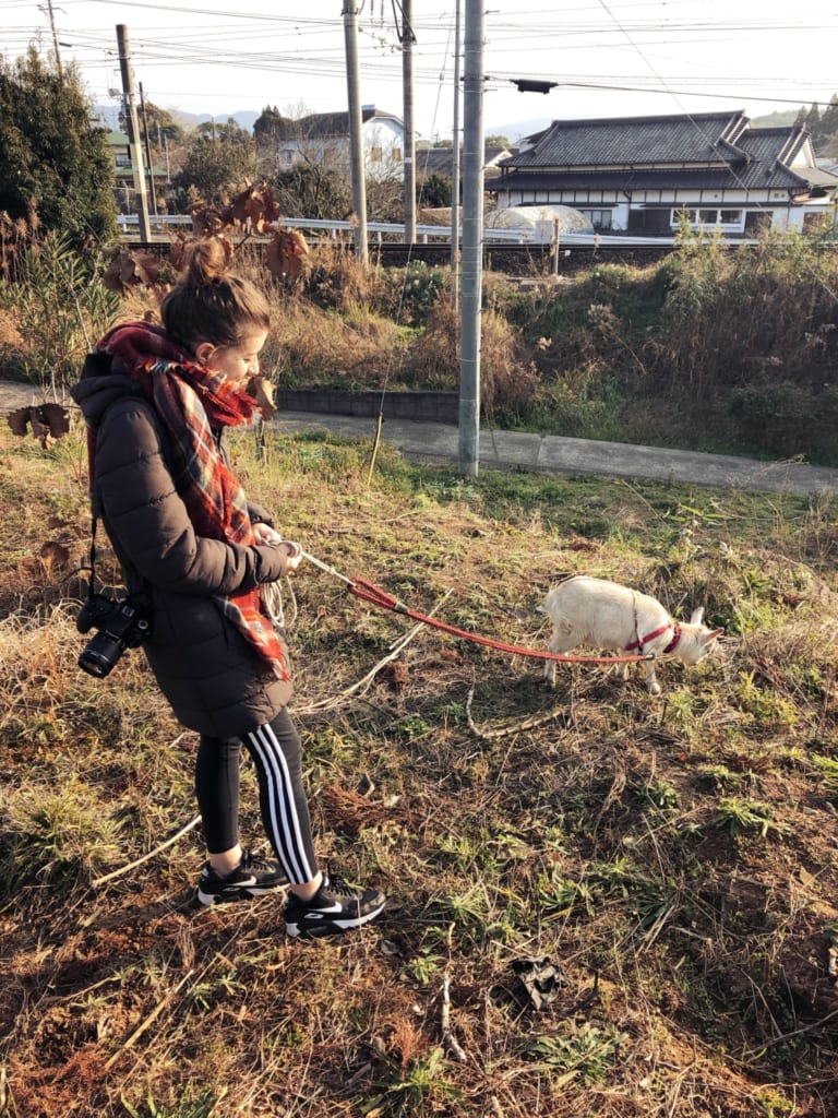 Paseando la cabra en Izumi, Kagoshima, Japón