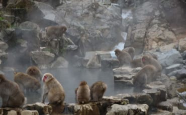 Monos en los baños termales