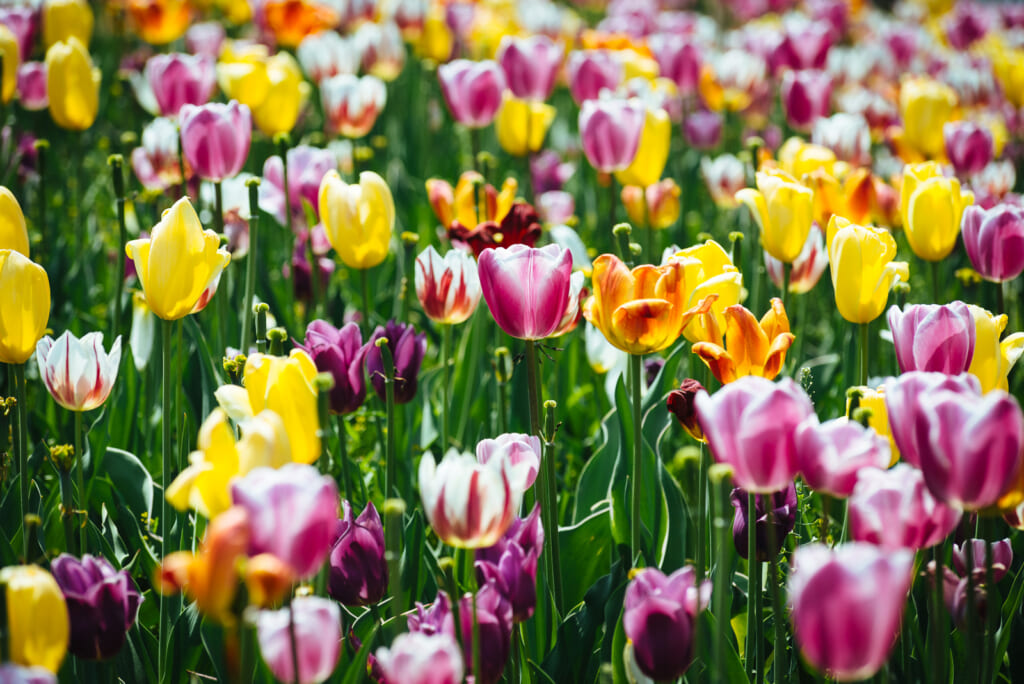 Una gran multitud de tulipanes coloridos