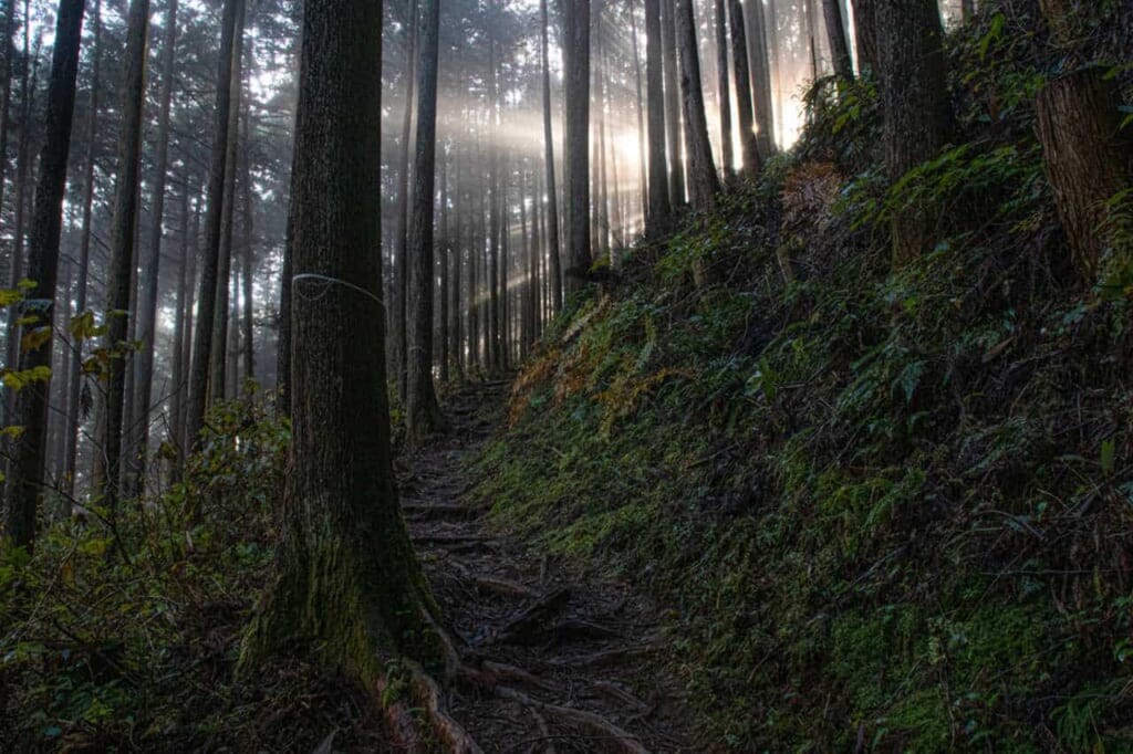 Niebla mística entre los árboles en el monte Mitake