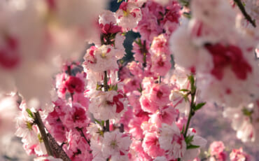 Variedad de flores del sakura