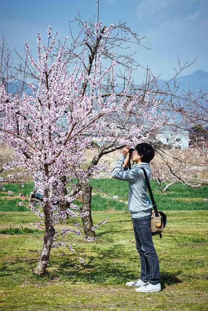 chico haciendo una foto a un árbol de melocotonero en Japón