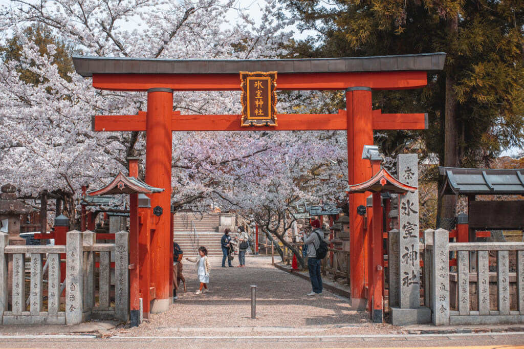 cerezos en flor tras puerta torii