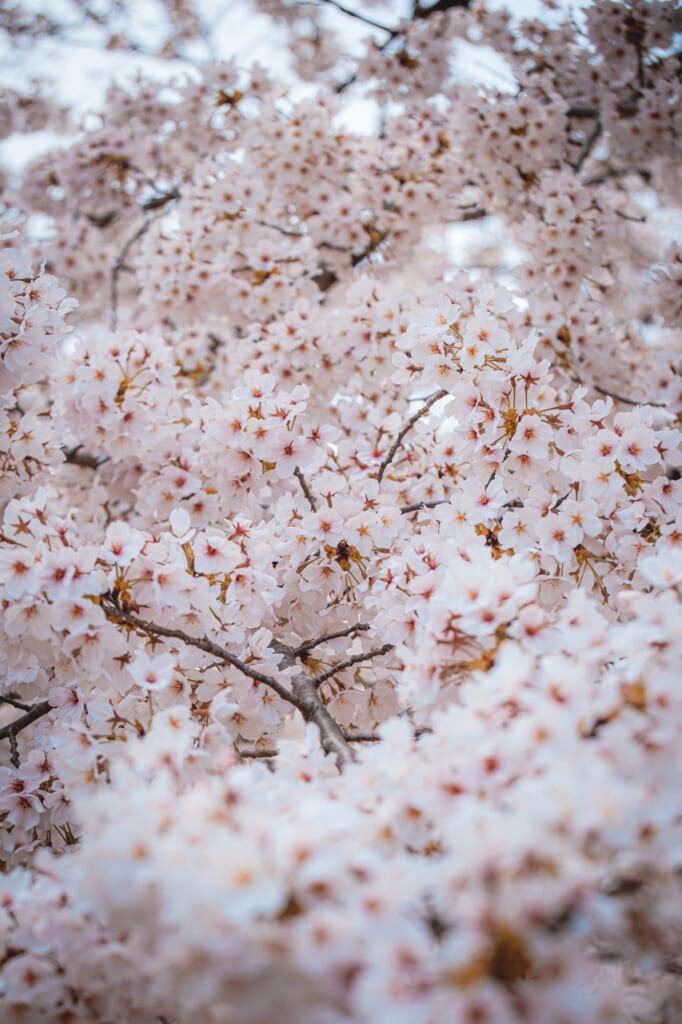Detalle de flores de cerezo rosadas