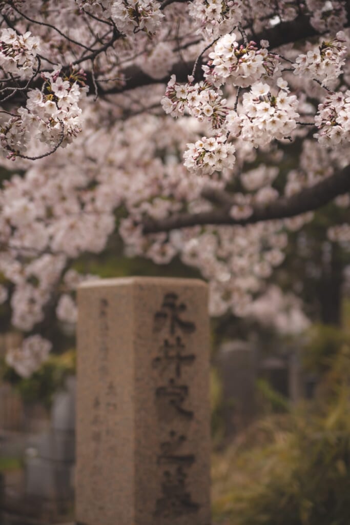 Un cementerio con los sakura