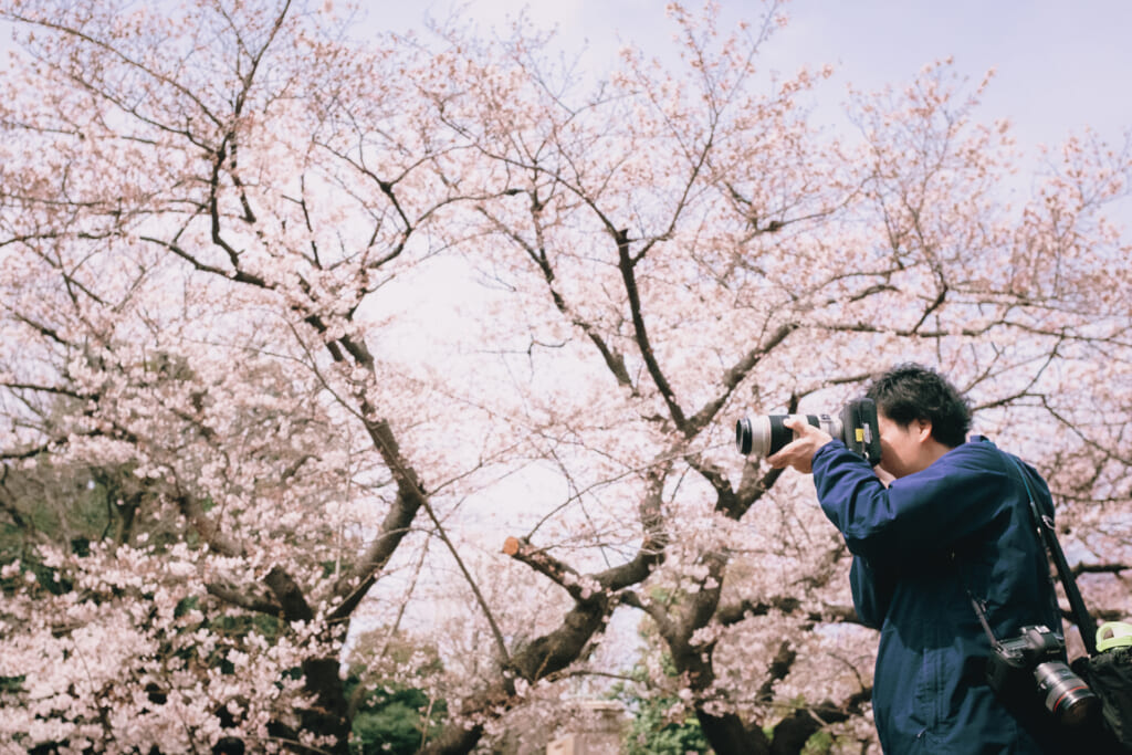 Jardines japoneses de Tokio: Cerezos en flor en el parque de Ueno, en Tokio
