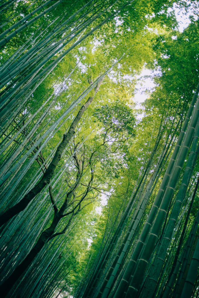 Bosque de bambú de Arashiyama, Kioto