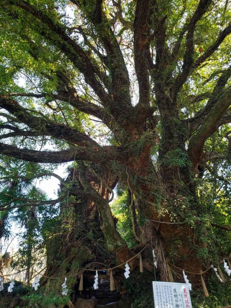 árboles del Santuario Oyamazumi