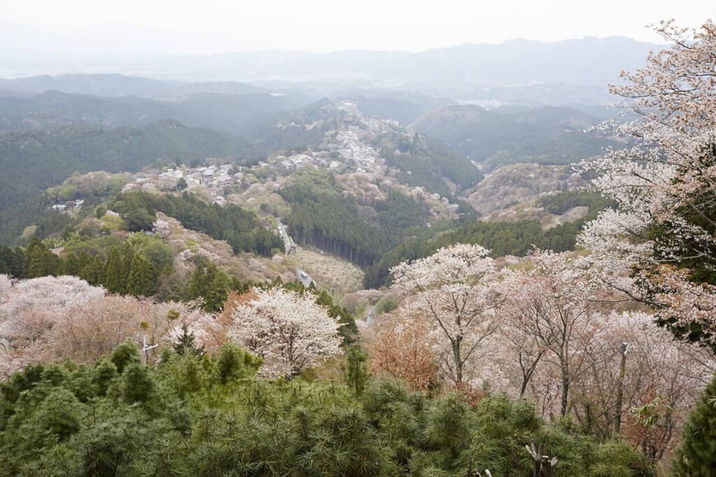 El monte yoshino con los maravillosos sakura