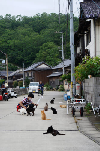 manabeshima-la-isla-y-los-gatos-de-la-zona-de-setouchi