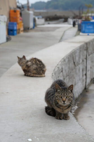 Manabeshima, la isla y los gatos de la zona de Setouchi
