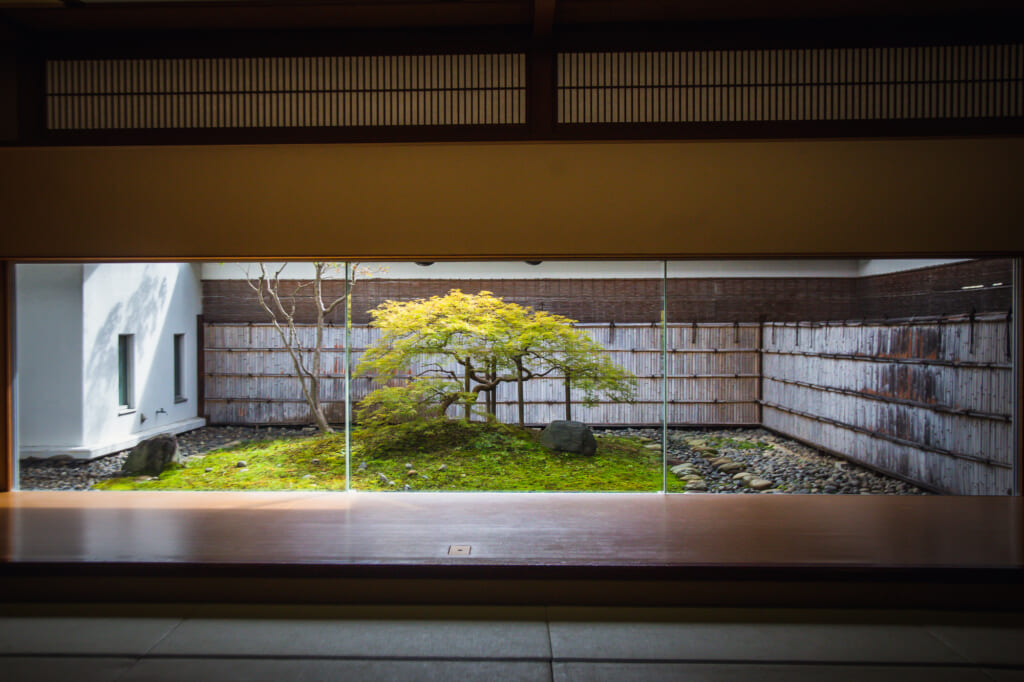 arce japonés en un patio tras un gran ventanal