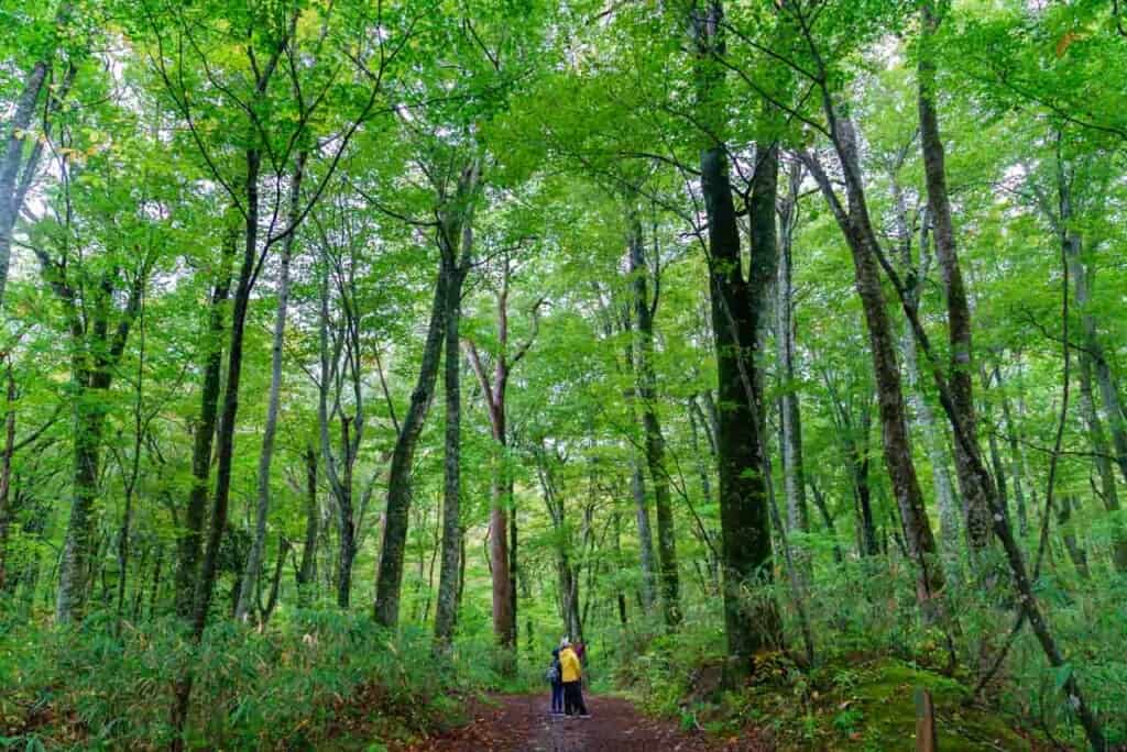 Un verde bosque de hayas en Shirakami-Sanchi