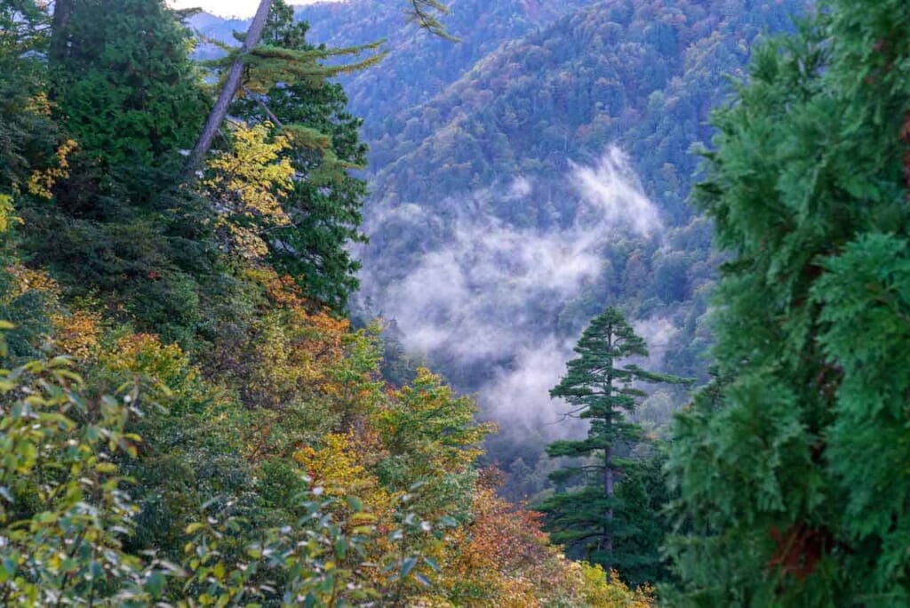 Bosque japonés en Shirakami Sanchi