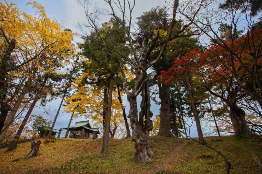 colores otoñales en el parque del castillo Tsuruga