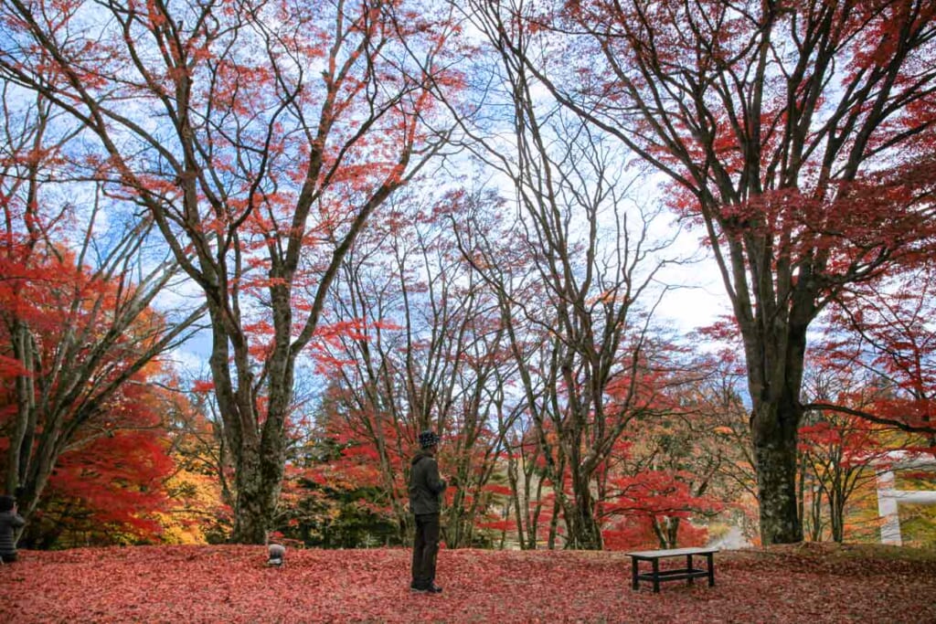 Magnificos colores del otoño en el santuario Hanitsu 