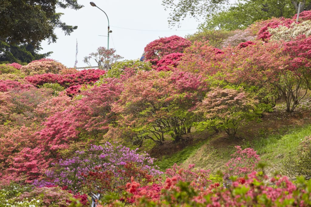 Azaleas en los jardines japoneses de Kairakuen