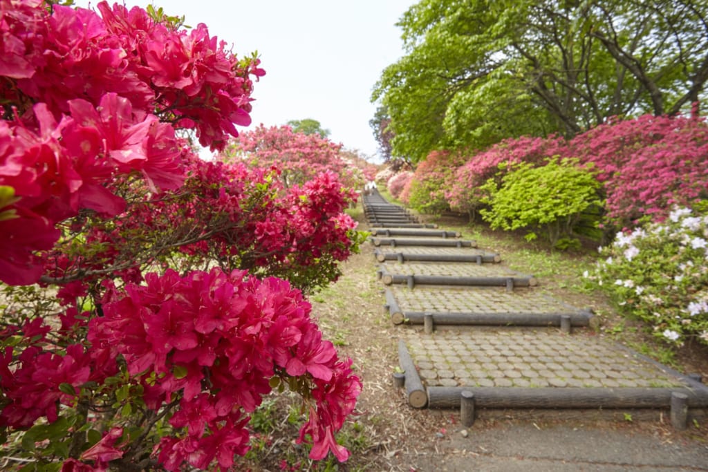una subida con azaleas en uno de los jardines japoneses