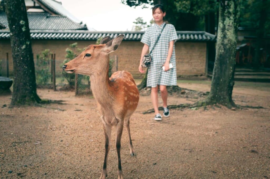 Un ciervo posando con una chica en el Parque de Nara en Japón