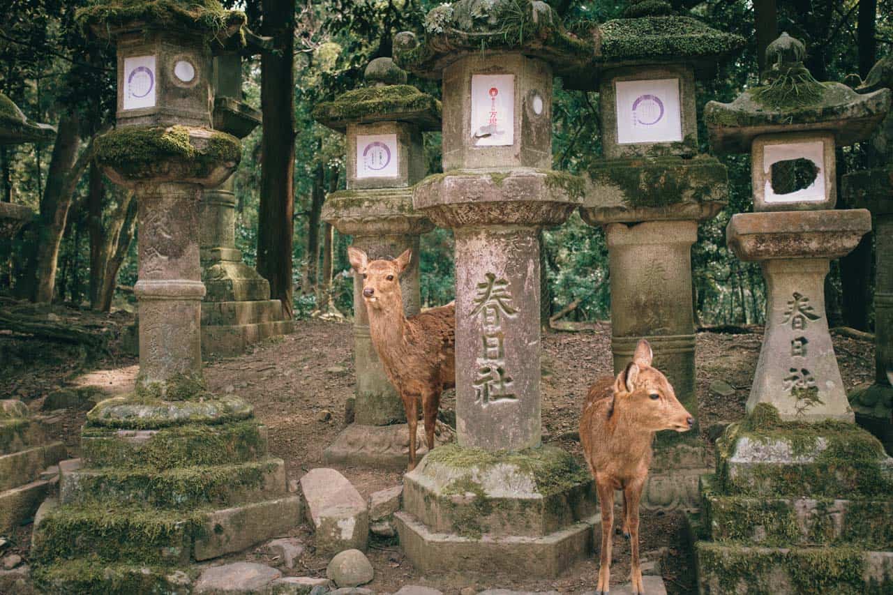 un ciervo entre faroles de piedra japoneses en Japón