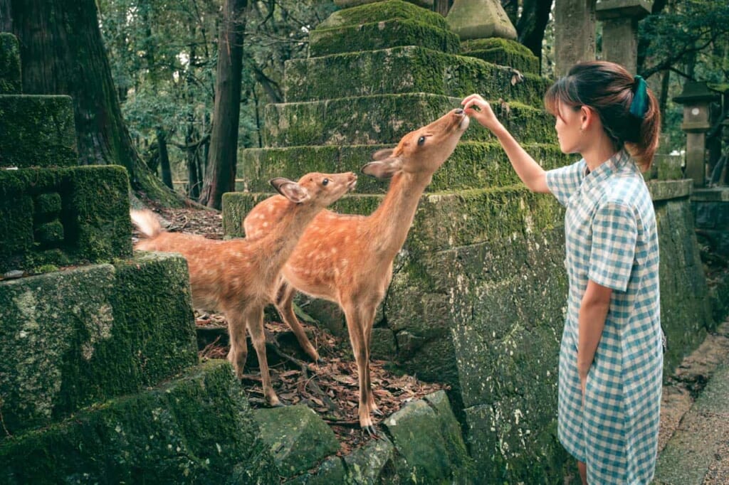 Dos ciervos comiendo galletas de arroz de manos de una chica en Japón