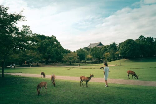 Vista general del parque de Nara y sus ciervos