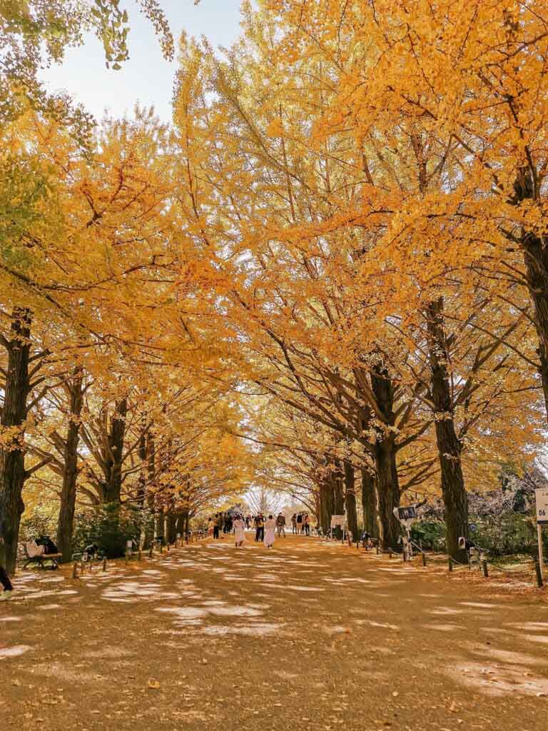 Un parque con un pasillo lleno de árboles otoñales