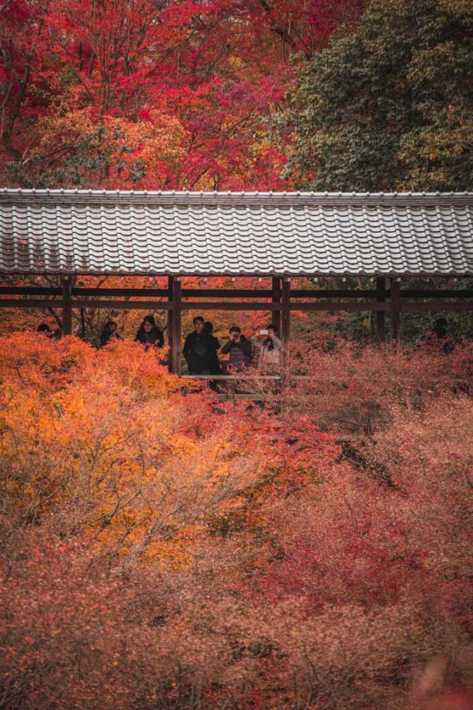 Un puente rodeado por árboles otoñales japoneses