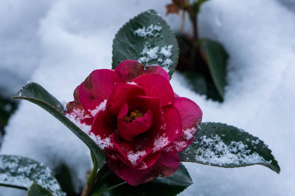 Flor en Shiraino con nieve