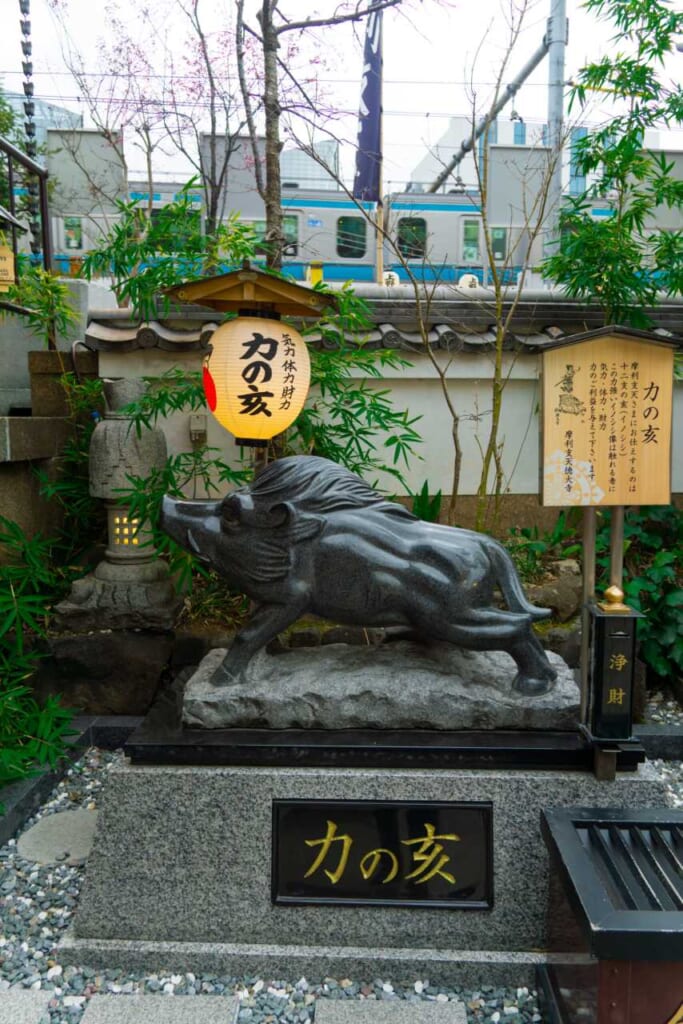 Un jabalí en el santuario Tokudaiji