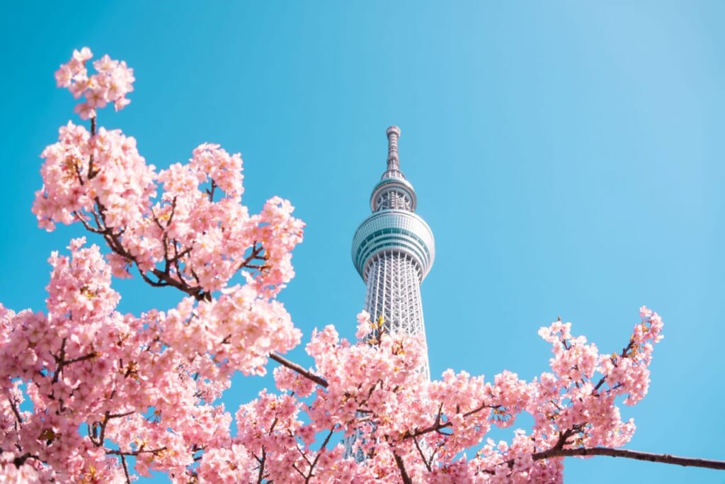 El skytree rodeado de kawazu zakura