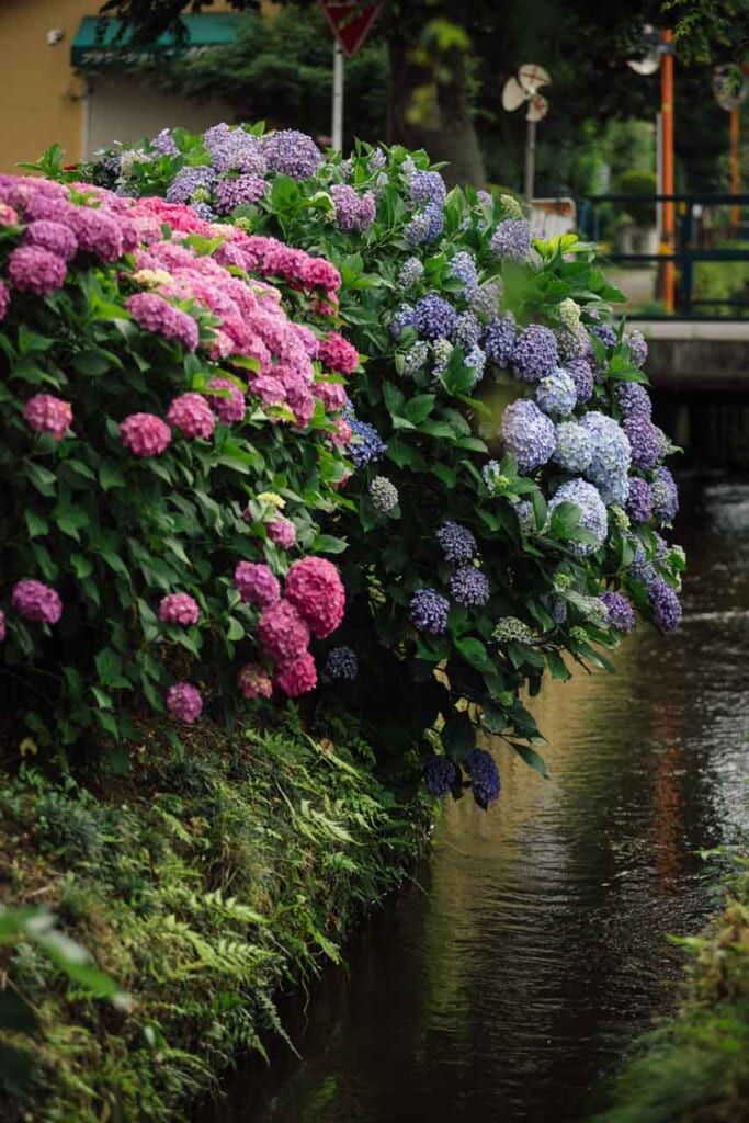 Coloridas hortensias en azul y rosa