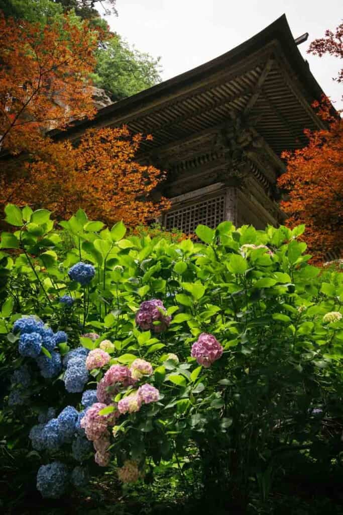 hortensias frente a una pagoda japonesa